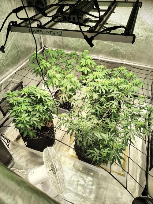4 plant indoor. Week 11
