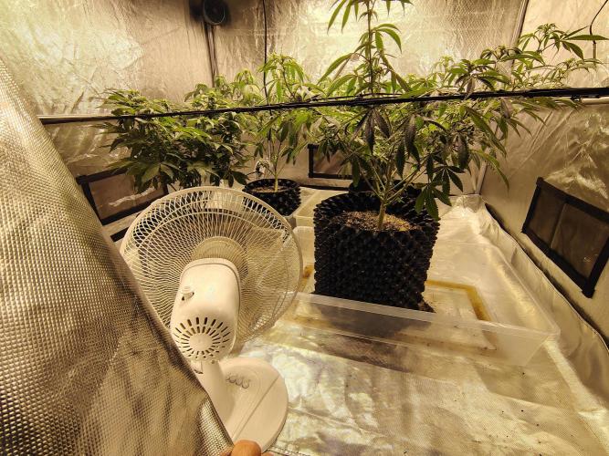 4 plant indoor. Week 11 - Under net shot, might need to clean this up a bit more