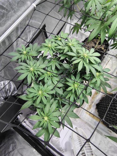 4 plant indoor. Week 11 - Blood diamond OG
