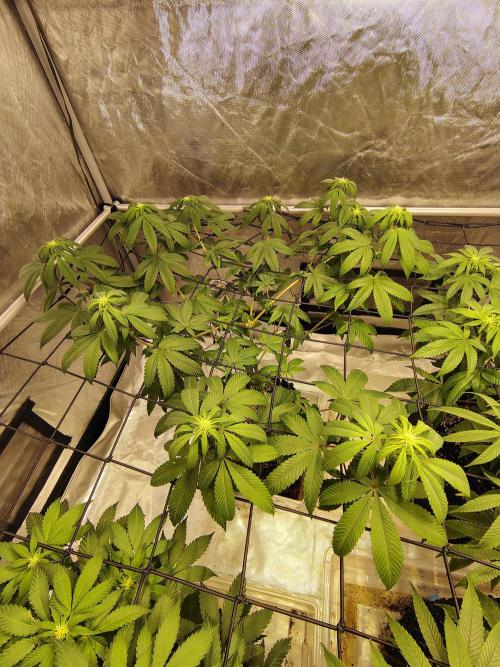 4 plant indoor. Week 11 - Dark passenger