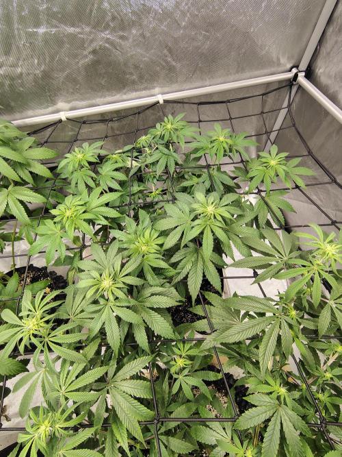 4 plant indoor. Week 11 - Turning point