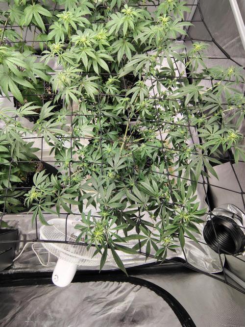 4 plant indoor. Week 11 - Garlic fever (Look at all the bud sites!!!)