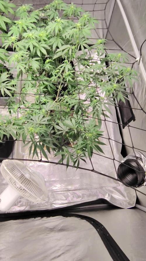 4 plant indoor
