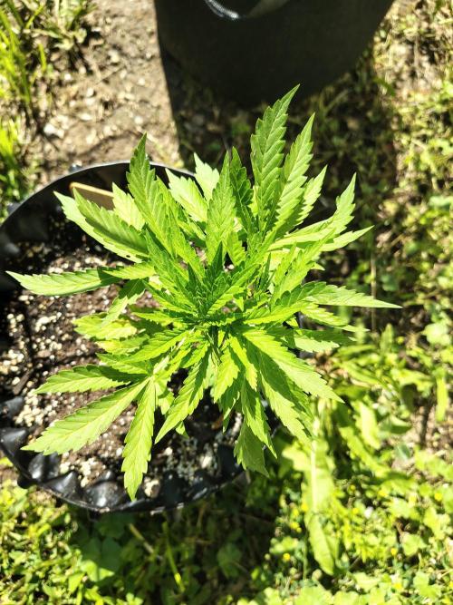 Out to indoor autoflower mutant!. Week 10