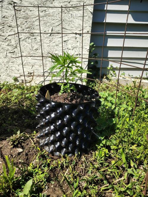 Out to indoor autoflower mutant!. Week 10