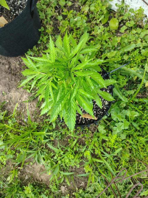 Out to indoor autoflower mutant!. Week 10