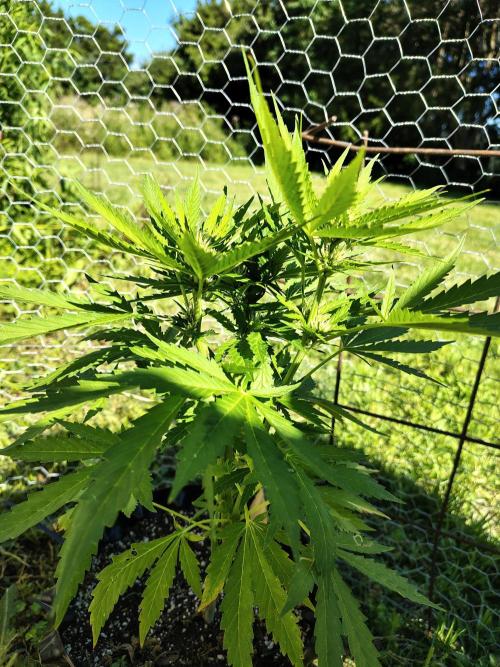 Out to indoor autoflower mutant!. Week 10