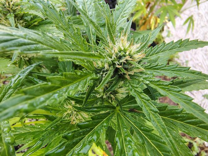 Out to indoor autoflower mutant!. Week 10