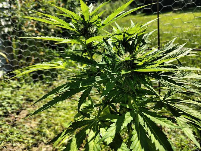 Out to indoor autoflower mutant!. Week 10