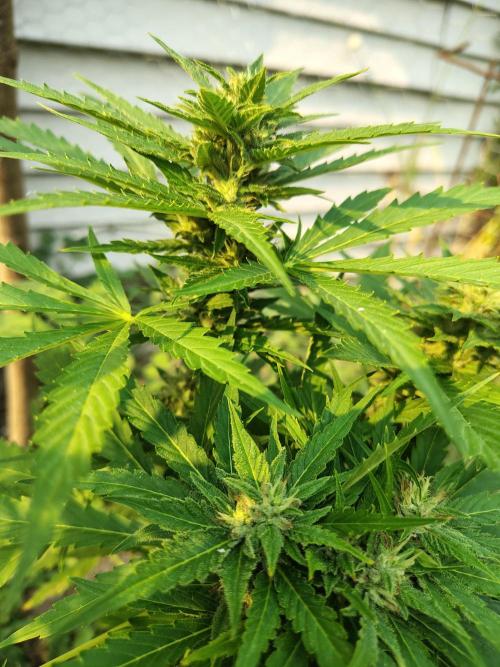 Out to indoor autoflower mutant!. Week 10