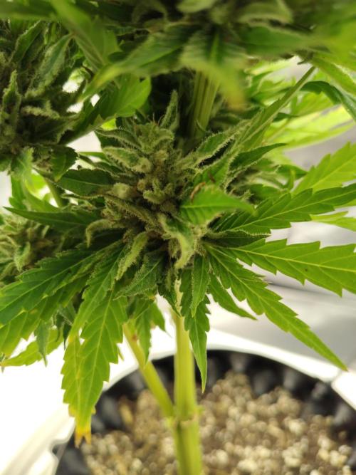 Out to indoor autoflower mutant!. Week 12