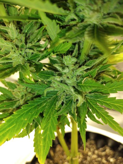 Out to indoor autoflower mutant!. Week 12