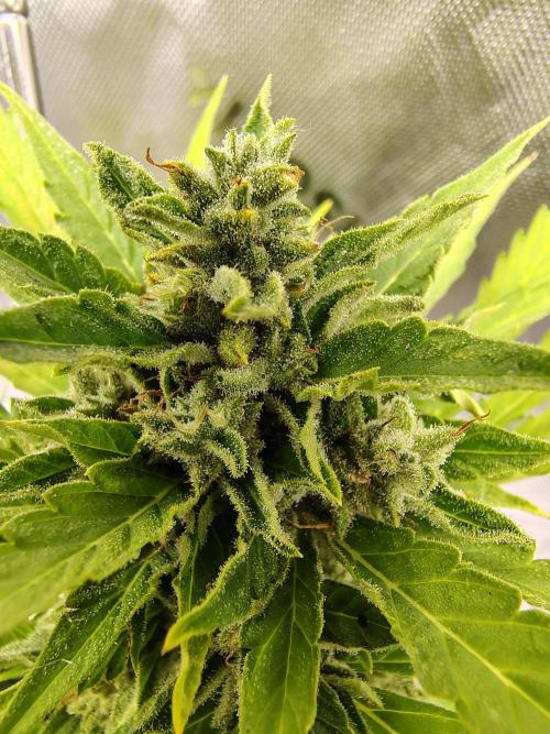 Out to indoor autoflower mutant!. Week 12