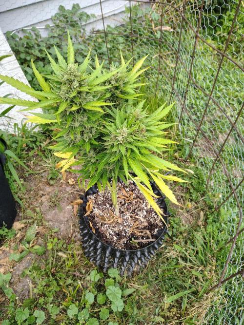 Out to indoor autoflower mutant!. Week 12