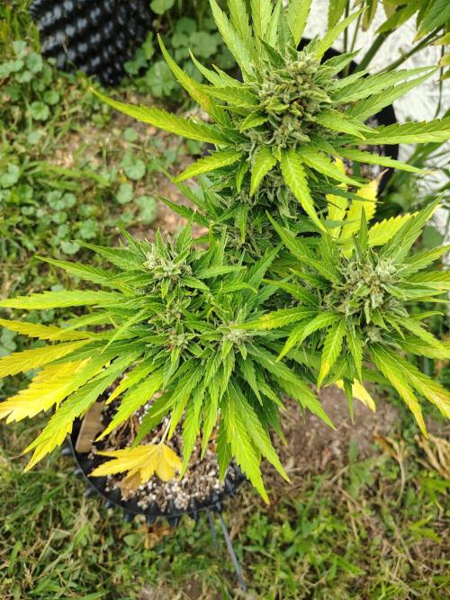 Out to indoor autoflower mutant!. Week 12