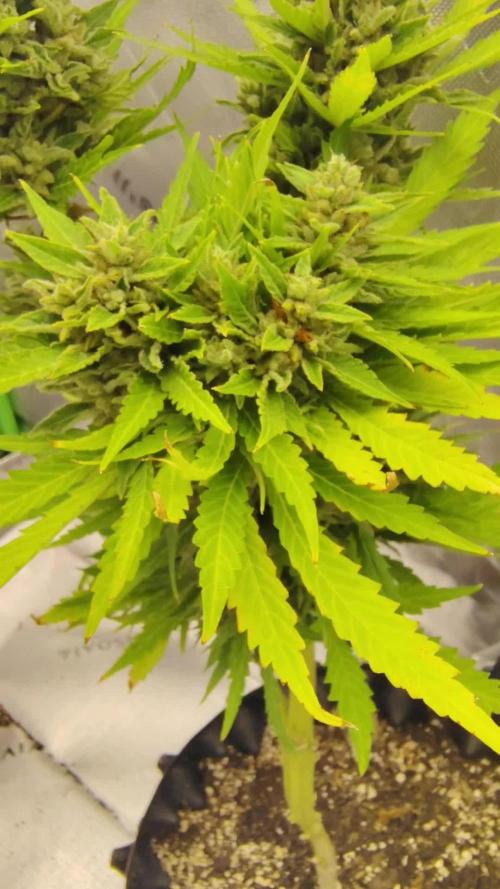 Out to indoor autoflower mutant!