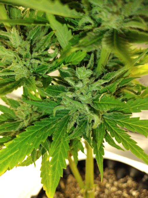 Out to indoor autoflower mutant!. Week 13