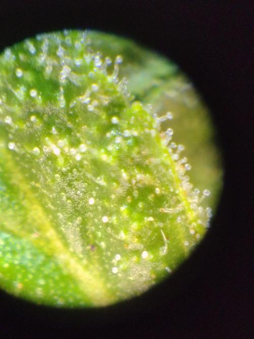 Out to indoor autoflower mutant!. Week 13