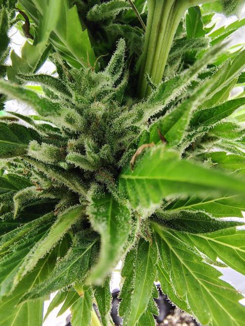 Out to indoor autoflower mutant!. Week 13