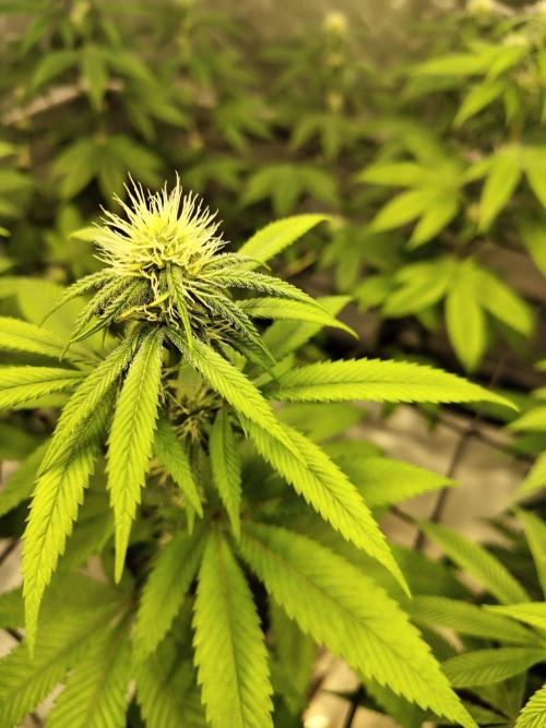 4 plant indoor. Week 12 - Dark passenger flower looking great