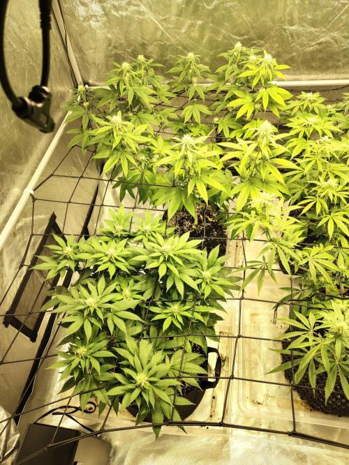 4 plant indoor. Week 12 - Blood diamond OG in front
Dark passenger in back