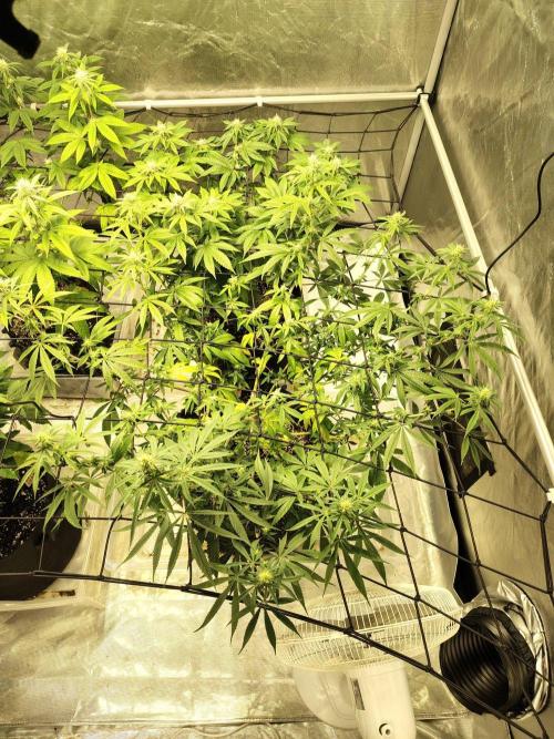 4 plant indoor. Week 12 - Garlic in front
Turning point in back