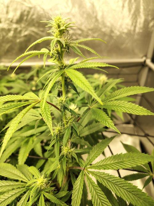 4 plant indoor. Week 12 - Garlic fever