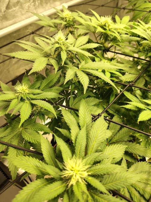 4 plant indoor. Week 12 - Blood diamond starting to really hit flower 