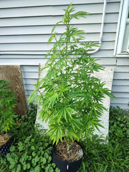 3 outdoors, mutant auto included!. Week 12 - Garlic Fever