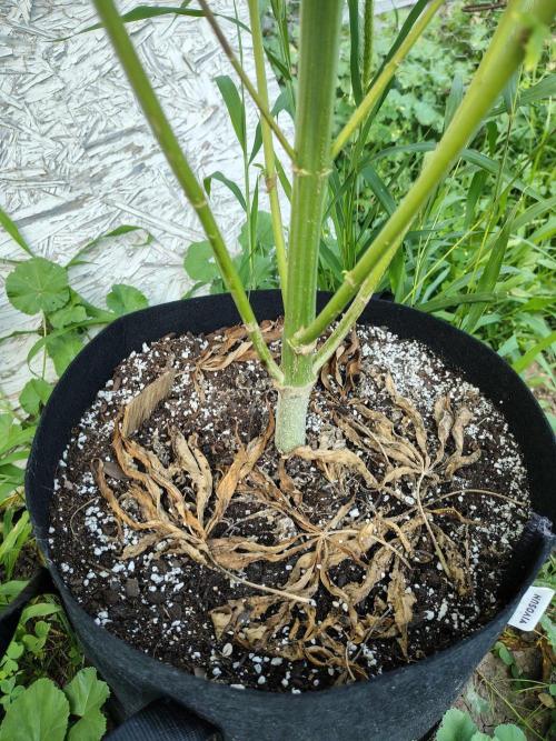 3 outdoors, mutant auto included!. Week 12 - Garlic