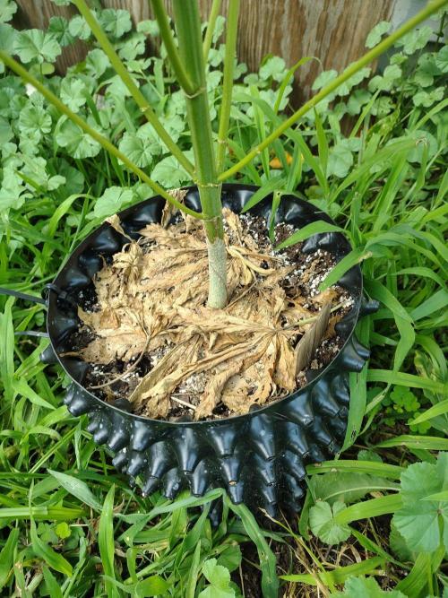 3 outdoors, mutant auto included!. Week 12 - Dark passenger