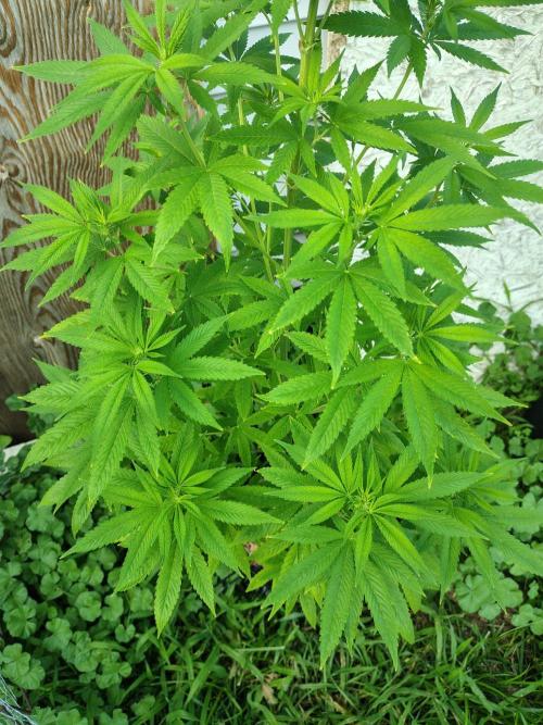 3 outdoors, mutant auto included!. Week 12 - Dark passenger