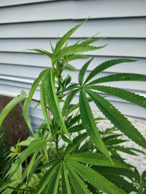 3 outdoors, mutant auto included!. Week 12 - Garlic top