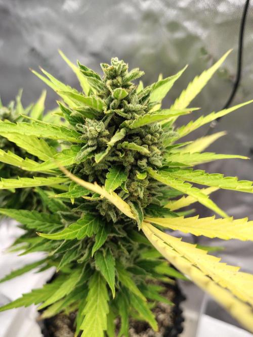Out to indoor autoflower mutant!. Week 13
