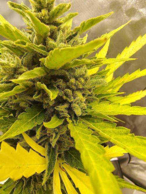 Out to indoor autoflower mutant!. Week 13