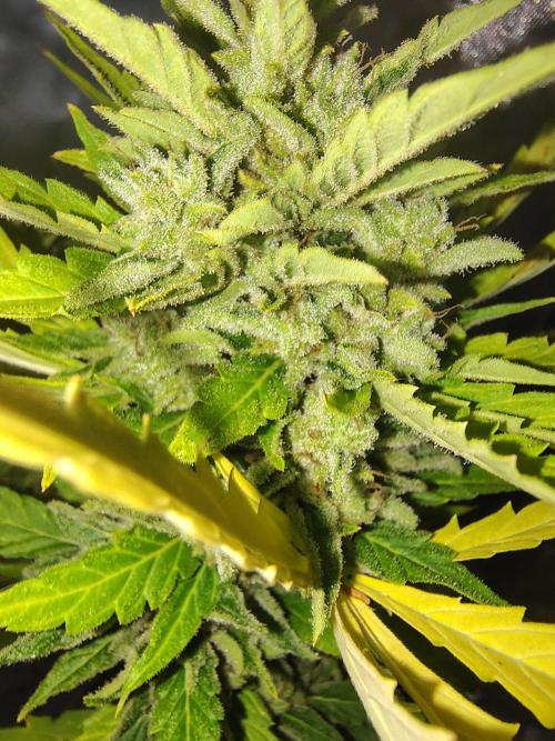 Out to indoor autoflower mutant!. Week 13