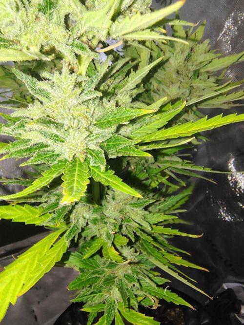 Out to indoor autoflower mutant!. Week 13
