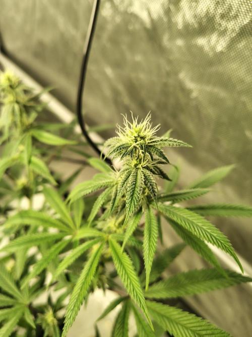 4 plant indoor. Week 13 - Garlic fever