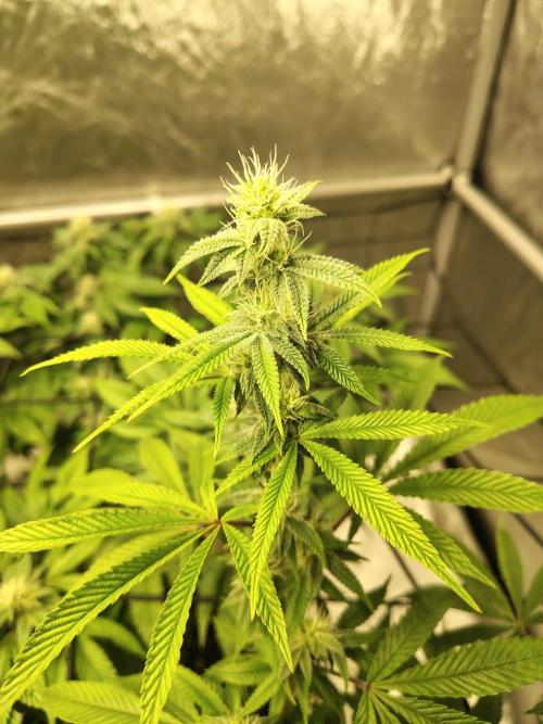 4 plant indoor. Week 13 - Garlic