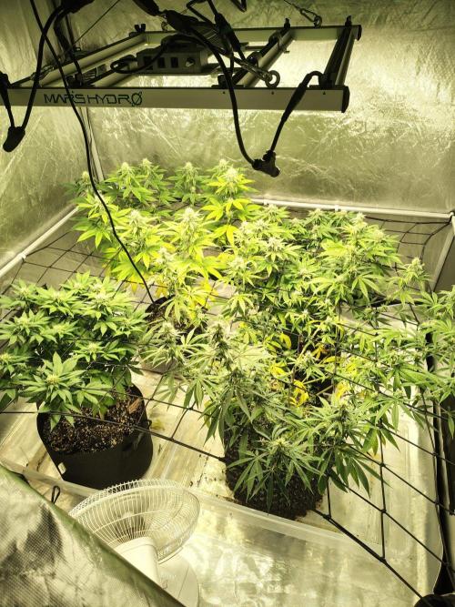 4 plant indoor. Week 13
