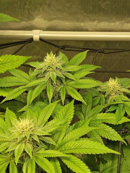 4 plant indoor. Week 13 - Turning point