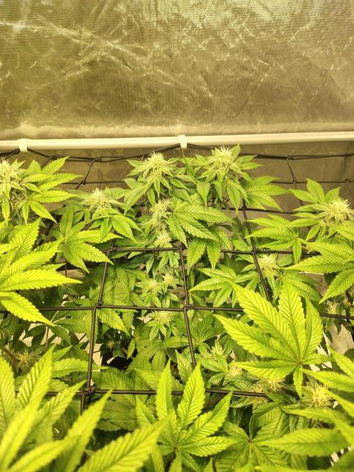 4 plant indoor. Week 13 - Turning point