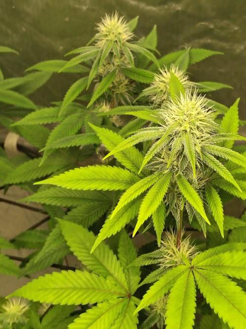 4 plant indoor. Week 13 - Dark passenger