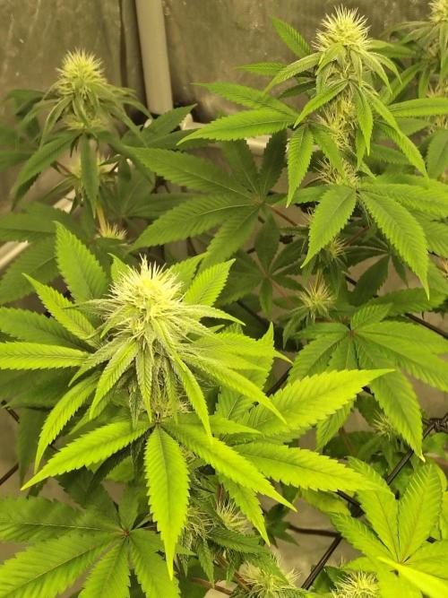 4 plant indoor. Week 13 - Dark passenger
