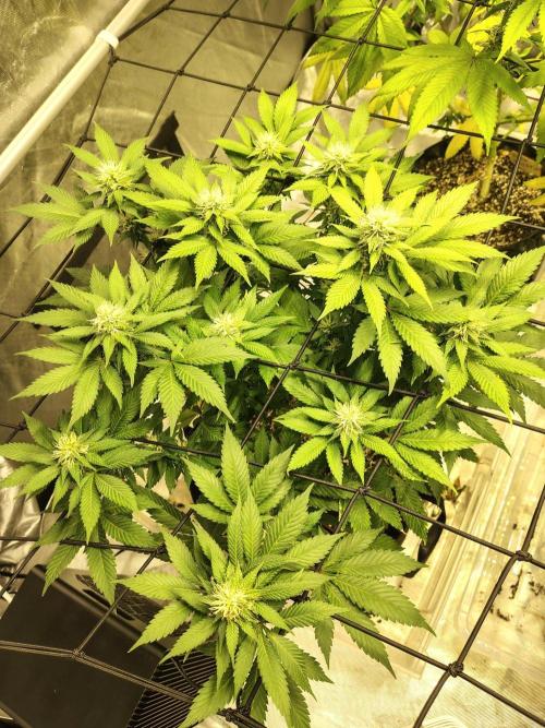 4 plant indoor. Week 13 - Blood diamond og
