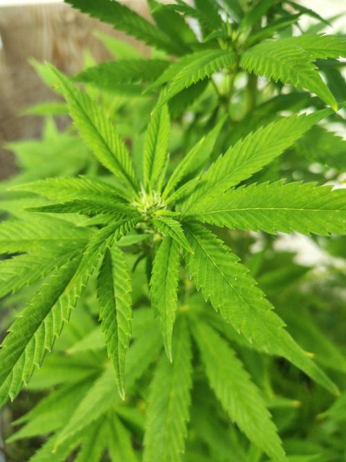 3 outdoors, mutant auto included!. Week 13 - Dark passenger