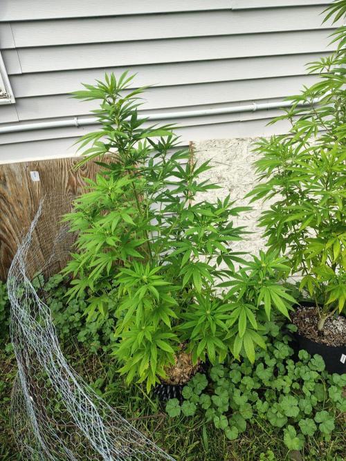 3 outdoors, mutant auto included!. Week 13 - Dark passenger