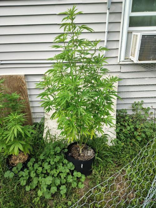 3 outdoors, mutant auto included!. Week 13 - Garlic fever
