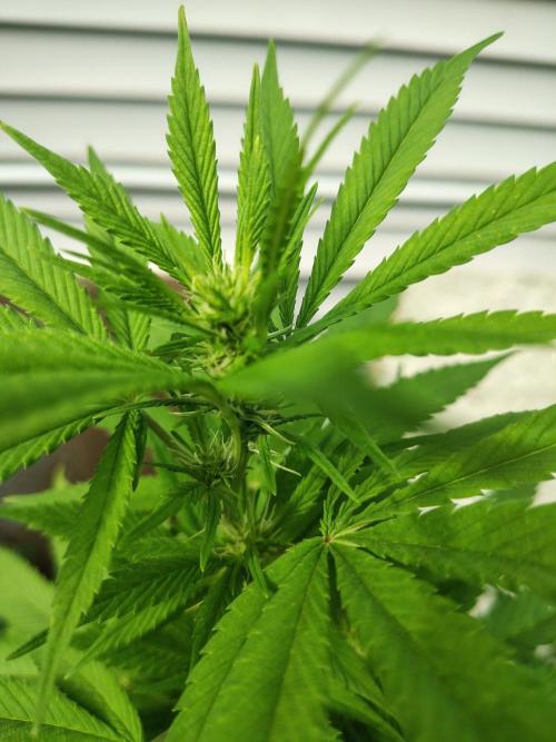 3 outdoors, mutant auto included!. Week 13 - Dark passenger