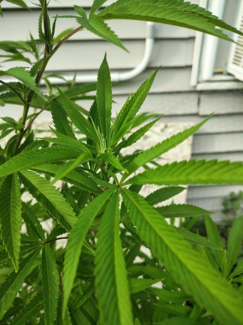 3 outdoors, mutant auto included!. Week 13 - Garlic